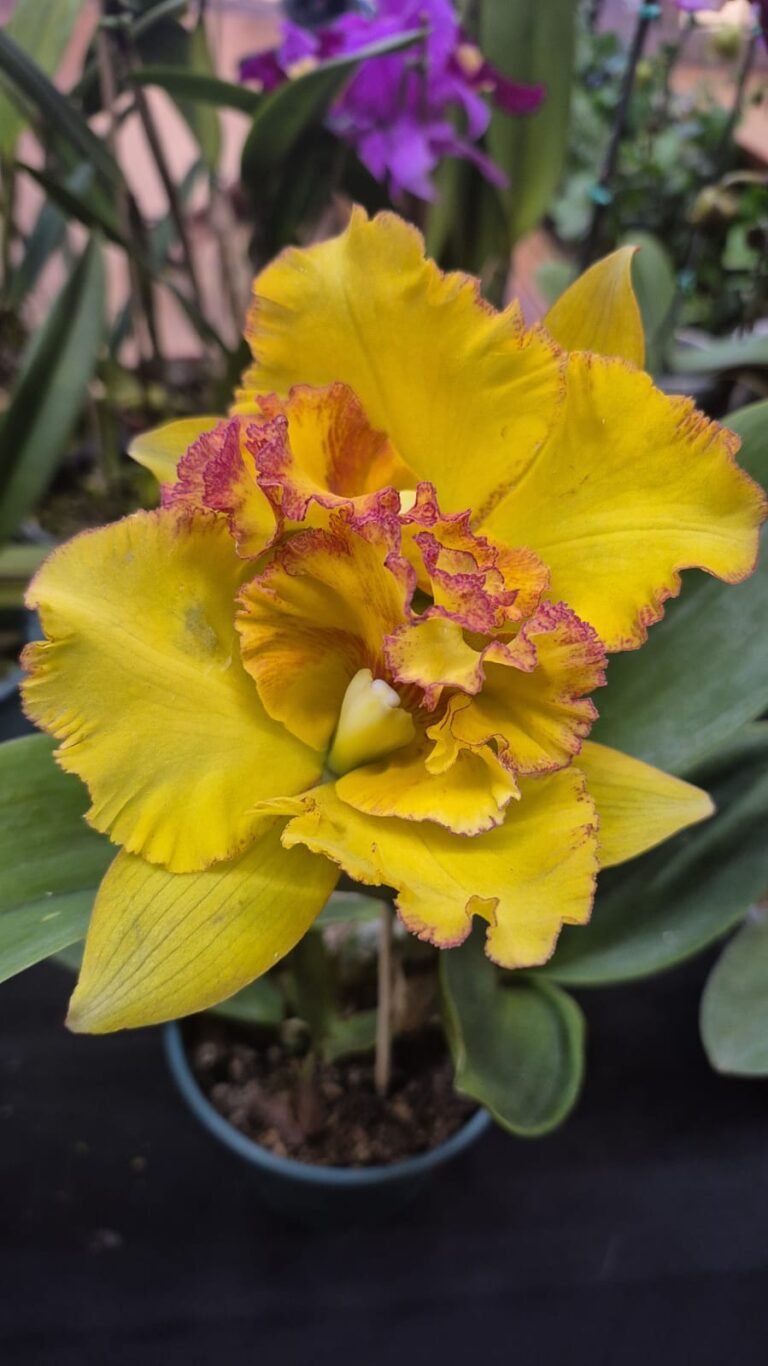 Mercado Central de Betim recebe 24ª Mostra de Orquídeas até domingo (27)